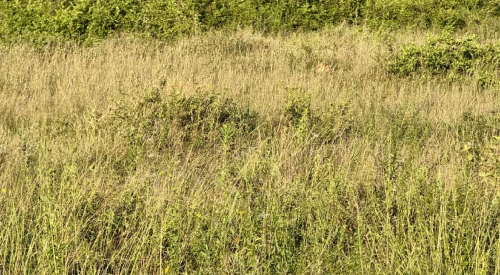 Fotograf u prirodi i mladunče lava skriveno u visokoj travi