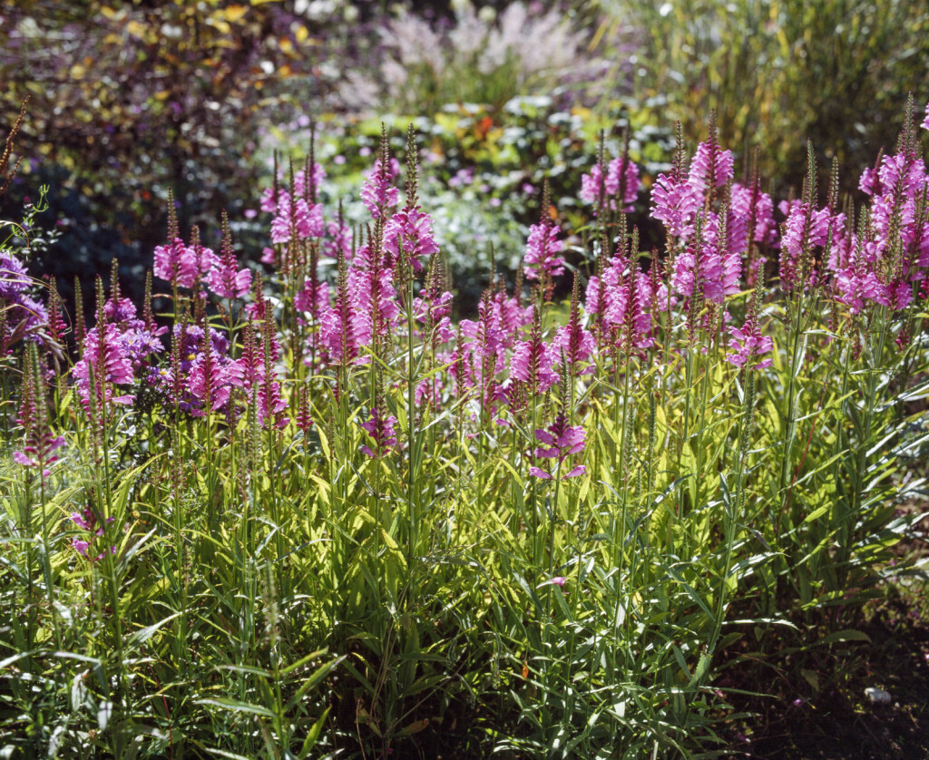 Dekorativna trajnica fizostegija, u narodu poznata i kao