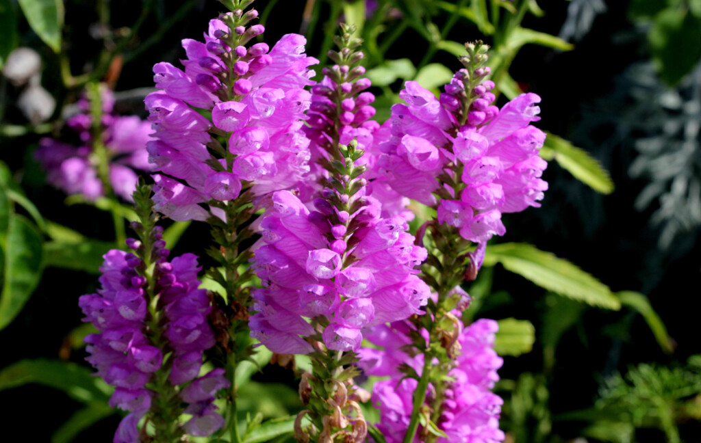 Dekorativna trajnica fizostegija, u narodu poznata i kao