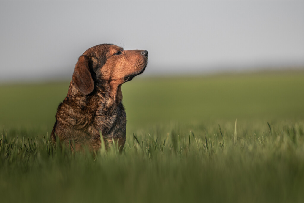 Alpski brak jazavčar, poznat i kao alpski brakovski gonič, sve je popularniji među vlasnicima pasa u Hrvatskoj