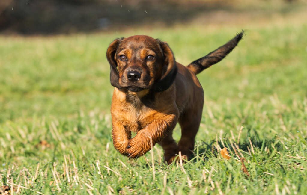 Alpski brak jazavčar, poznat i kao alpski brakovski gonič, sve je popularniji među vlasnicima pasa u Hrvatskoj - 5