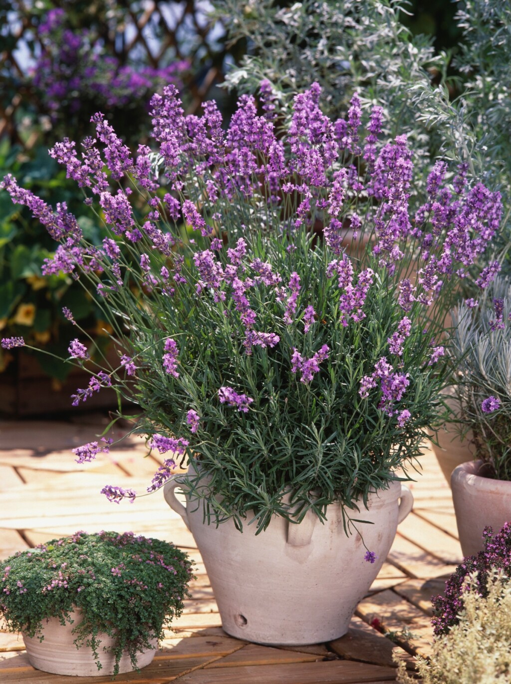 Lavanda