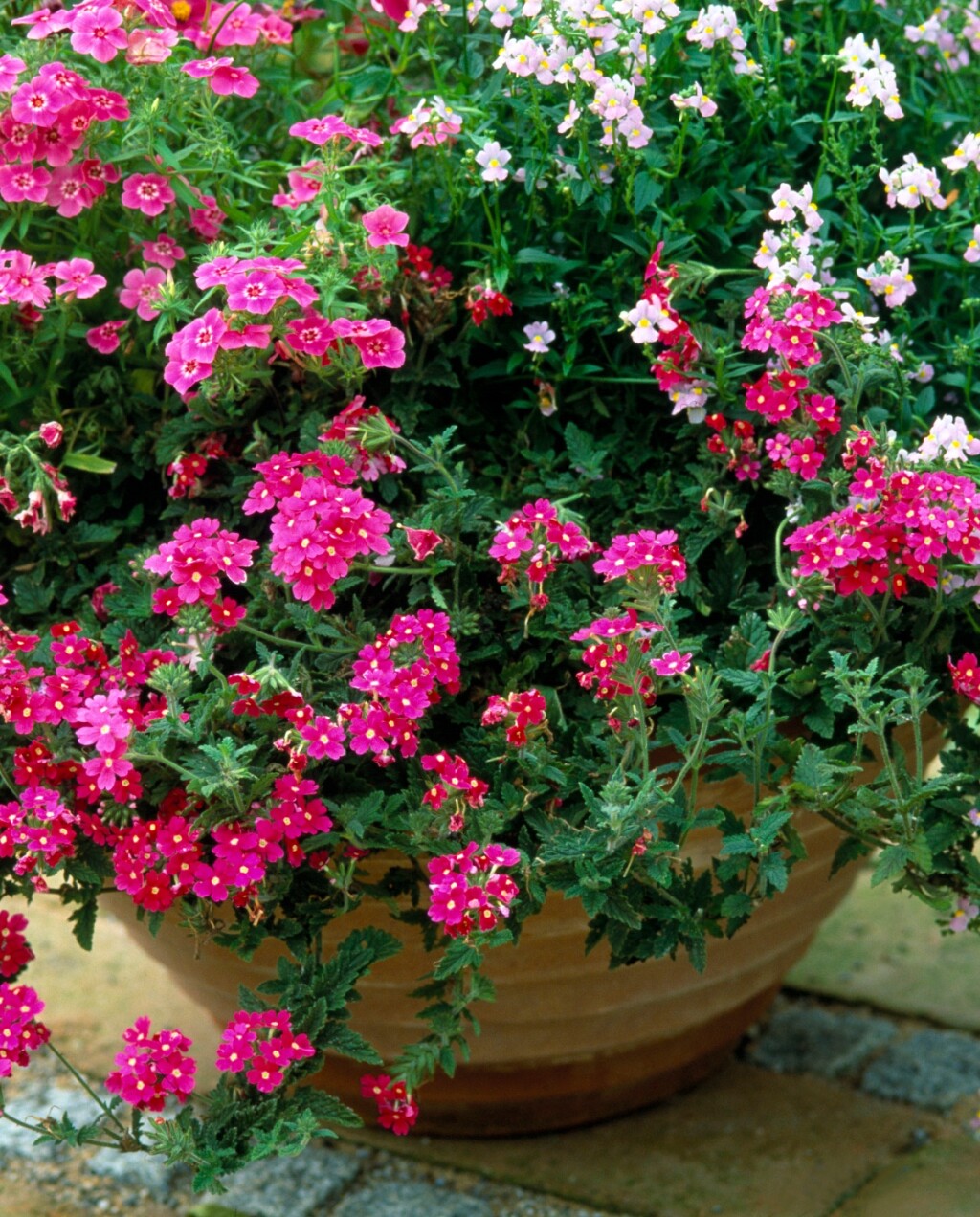 Verbena
