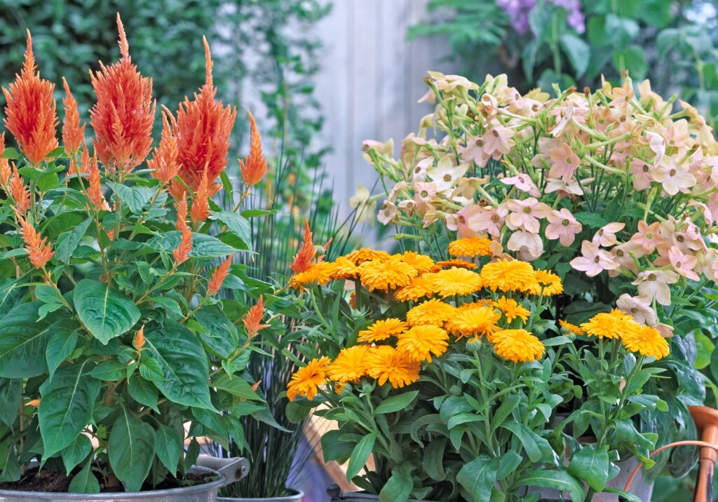 Lipanj je idealan za sadnju nekih vrsta cvijeća