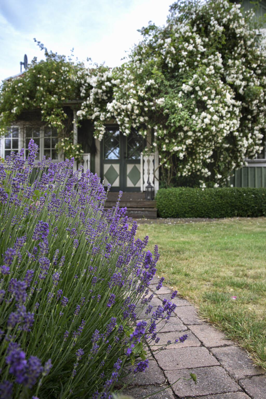 Lavanda