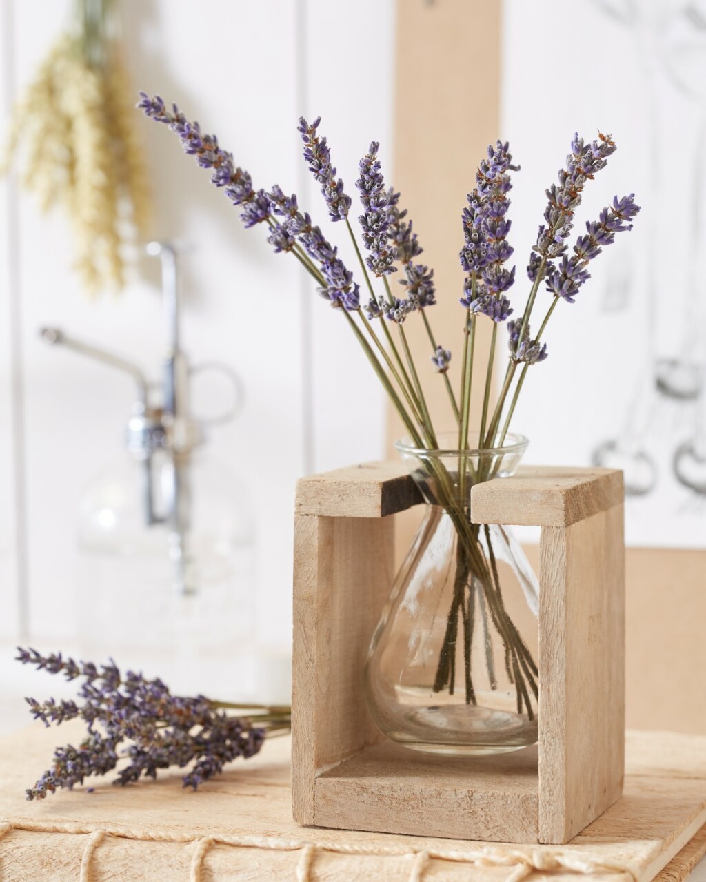 Lavanda