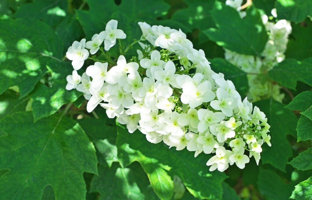 Hrastolisna hortenzija