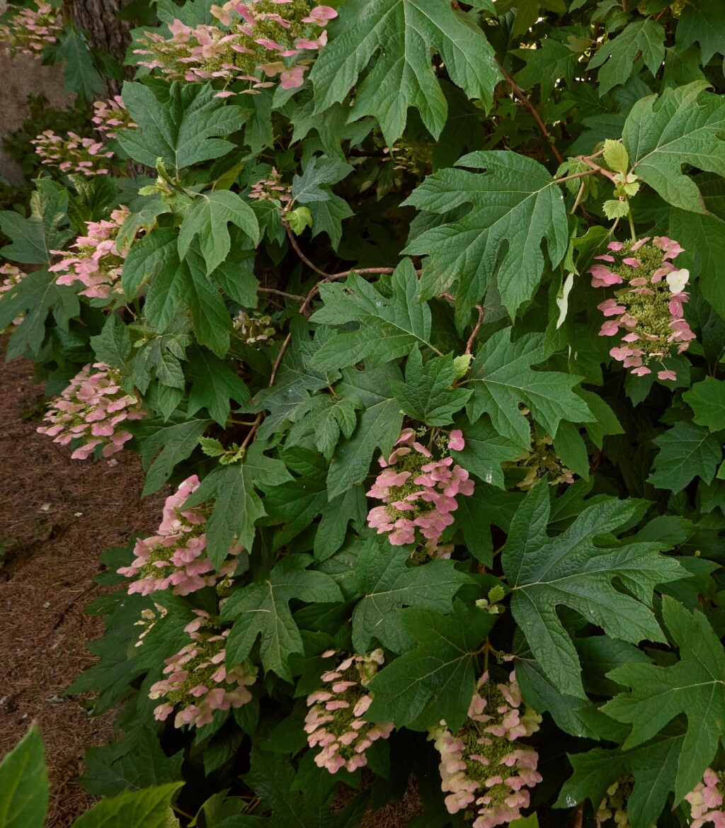 Hrastolisna hortenzija