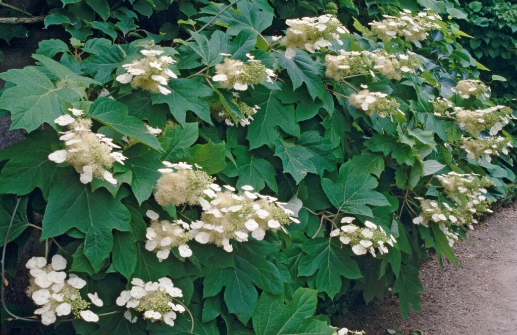 Hrastolisna hortenzija