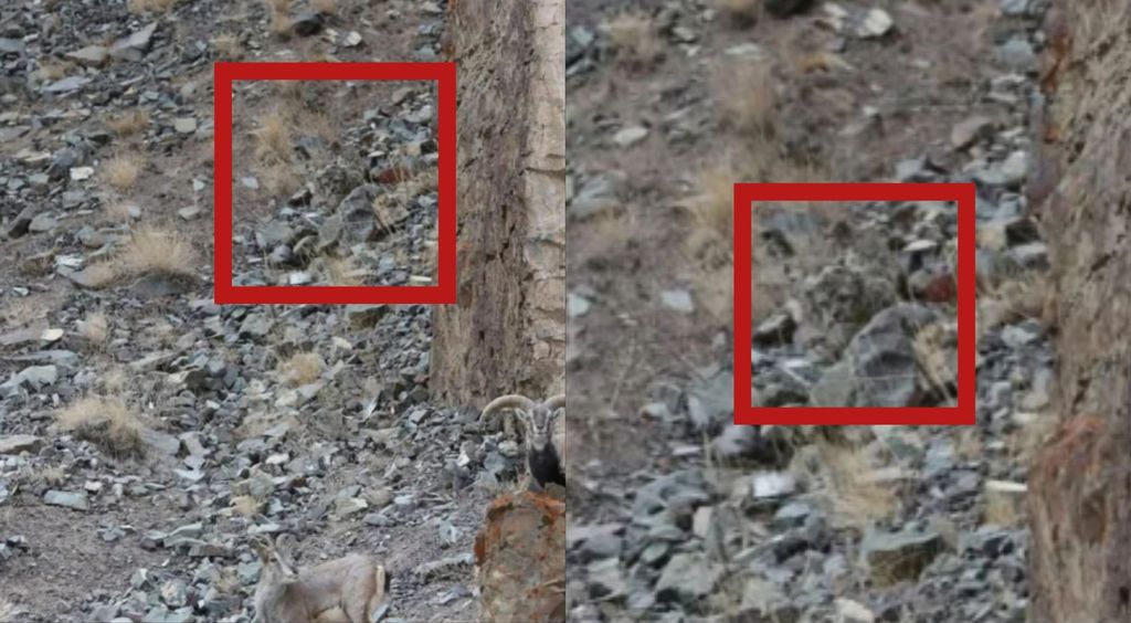 Muškarac koji gleda kroz dvogled i sakriveni snježni leopard