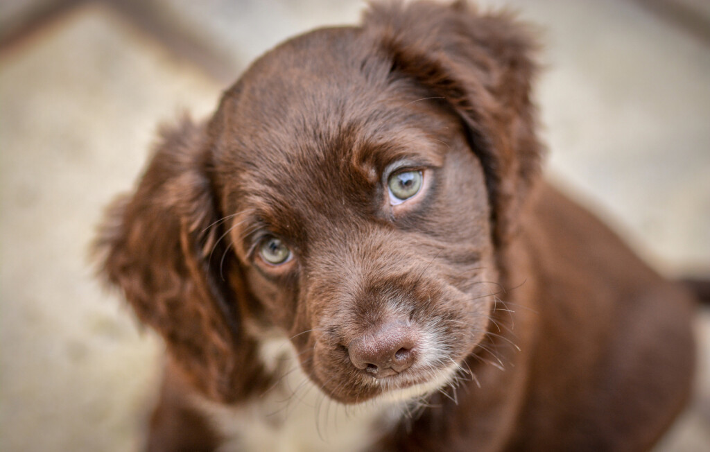Štene koker španijela