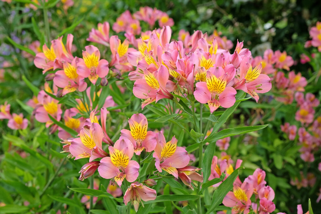 Peruanski ljiljan unosi tropski ugođaj u vrtove