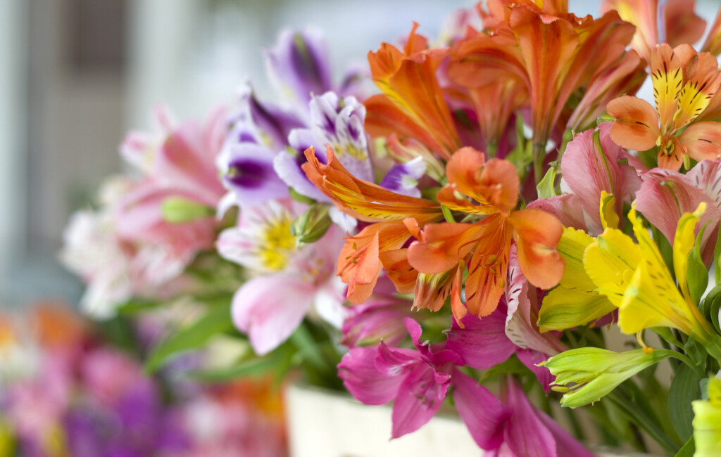 Peruanski ljiljan - 3