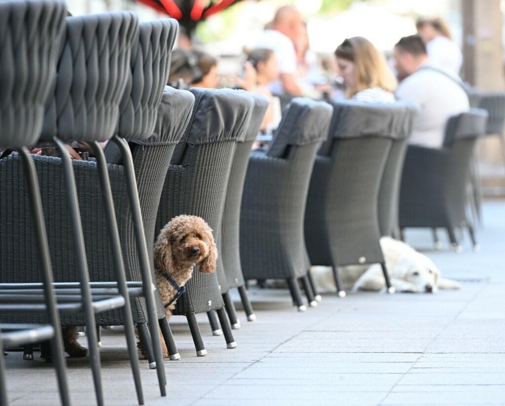 Psi na zagrebačkoj špici