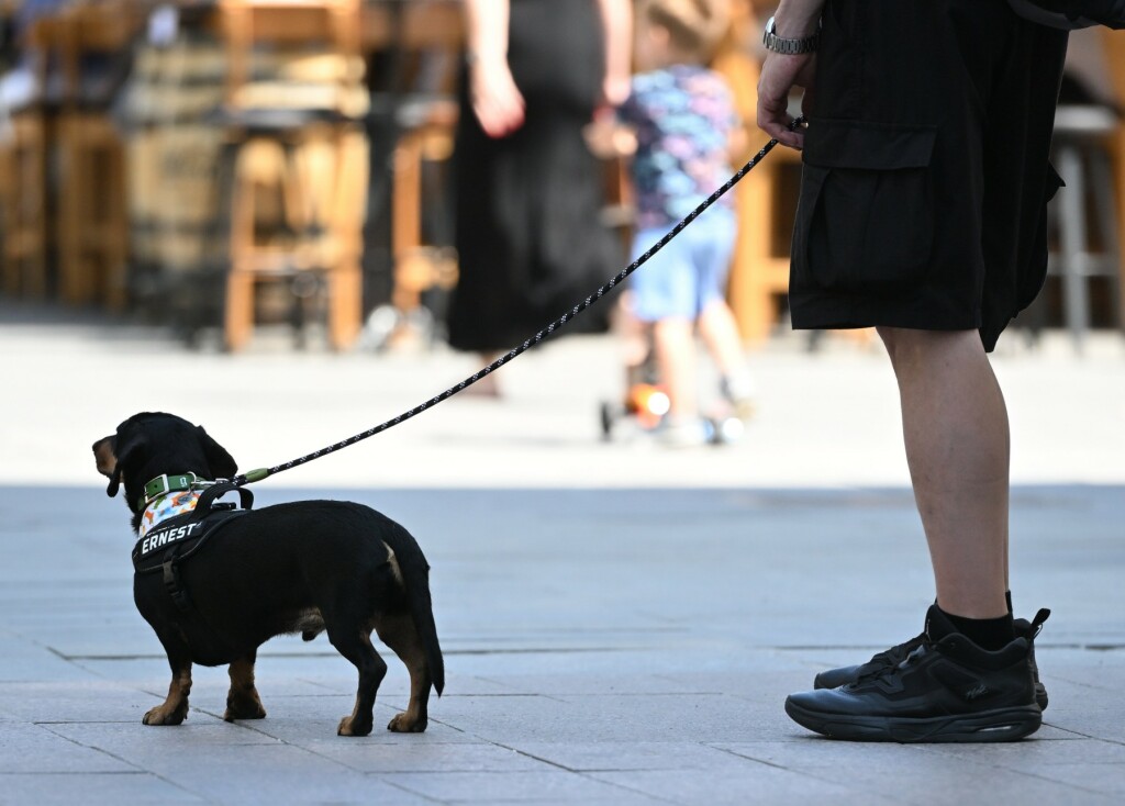Psi na zagrebačkoj špici
