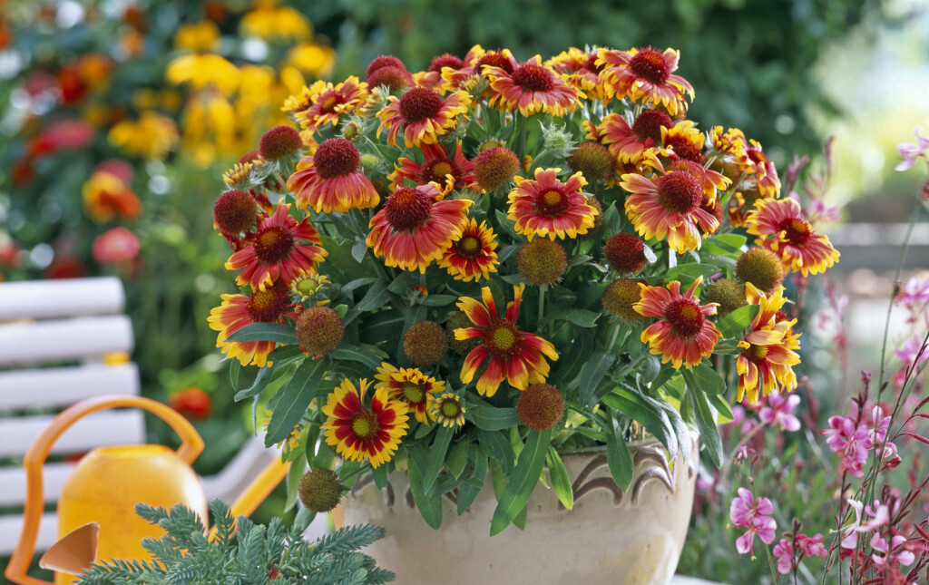 Cvjetovi gailardije u nijansama žute, narančaste i crvene podsjećaju na zalazak sunca - 6