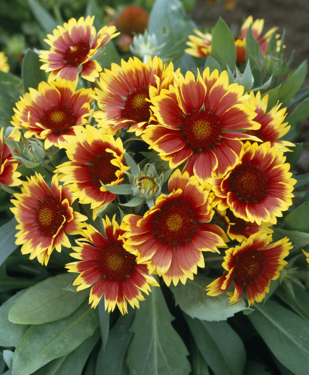 Cvjetovi gailardije u nijansama žute, narančaste i crvene podsjećaju na zalazak sunca - 7