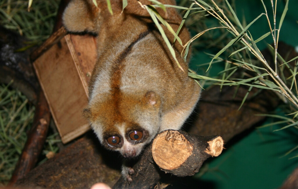 Zoološki vrt Grada Zagreba slavi sto godina postojanja - 6
