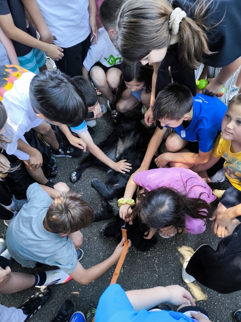 Oni odlaze kamo nitko drugi ne može: Potražni psi DVD-a Zapad u akcijama koje oduzimaju dah