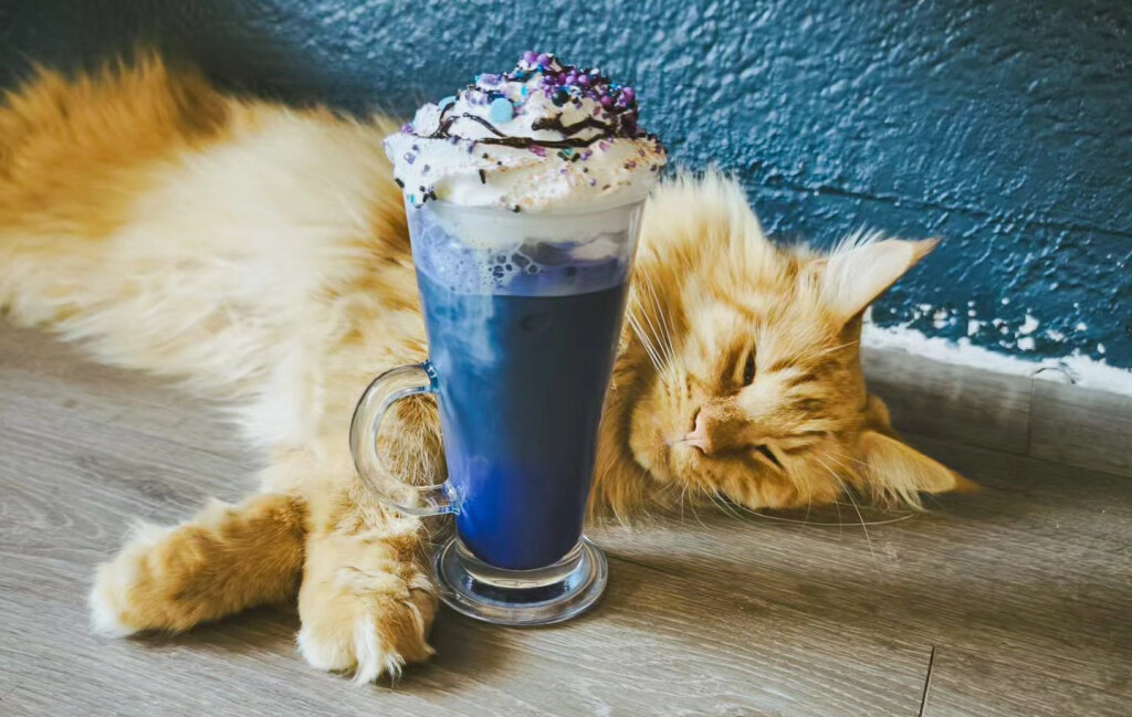 Zagrebački Cat Caffe ima dva pića inspirirana pjevačicom Taylor Swift - 4