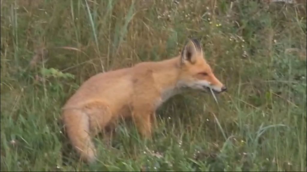 Oralna vakcinacija lisica protiv bjesnoće