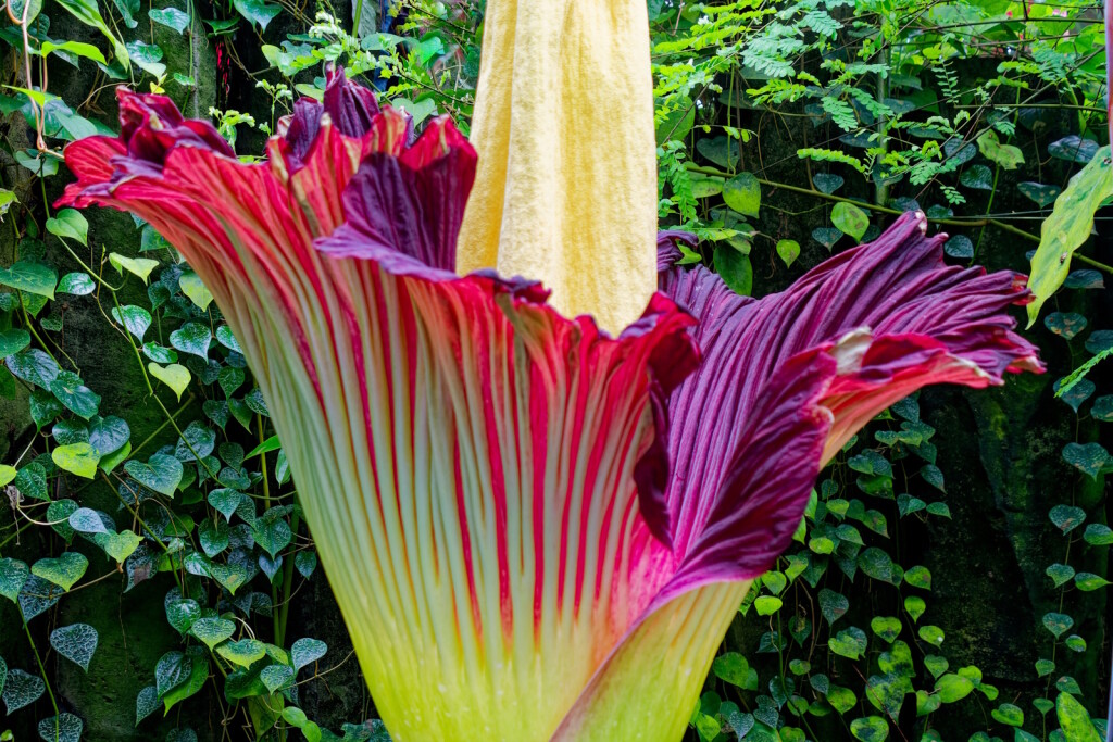 Amorphophallus titanum ima monumentalni cvat koji ispušta miris truleži