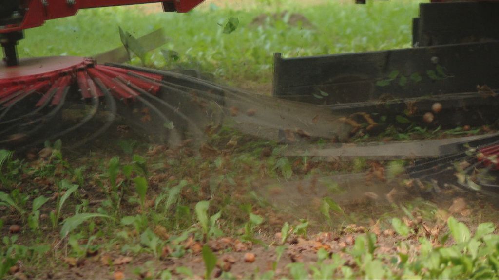 Poljoprivreda na udaru novog štetnika
