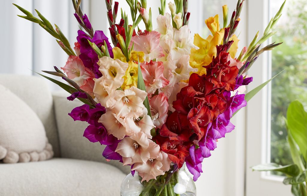 Gladiole u vazi