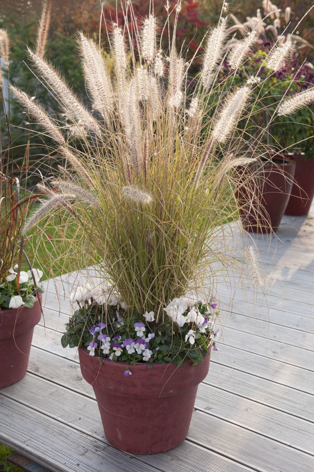 Fontanska trava (Pennisetum alopecuroides)