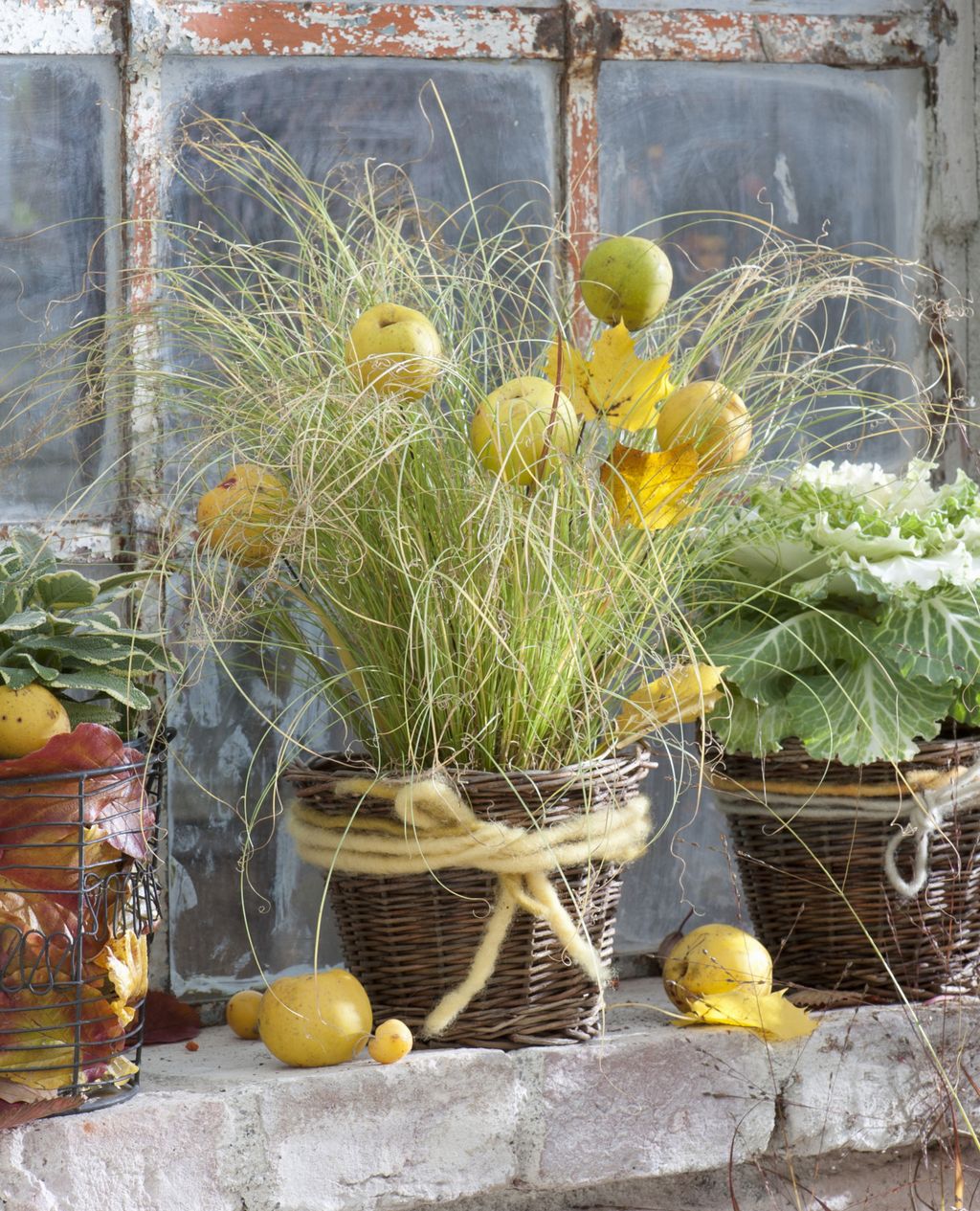 Šaš 'Bronze Form' (Carex comans)