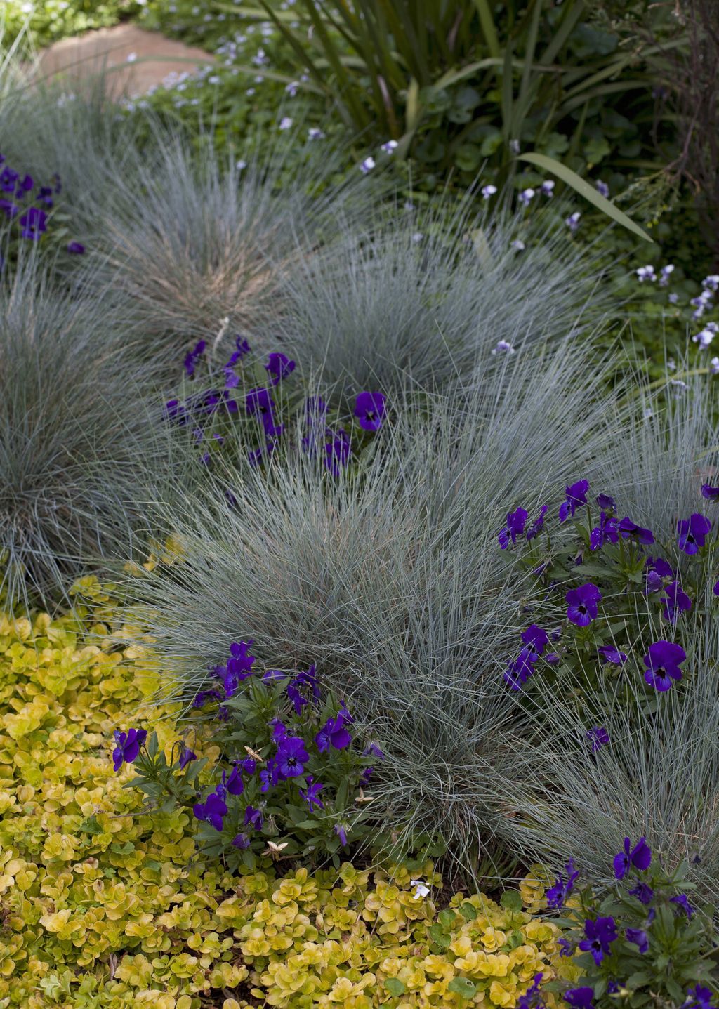 Plava vlasulja (Festuca glauca)
