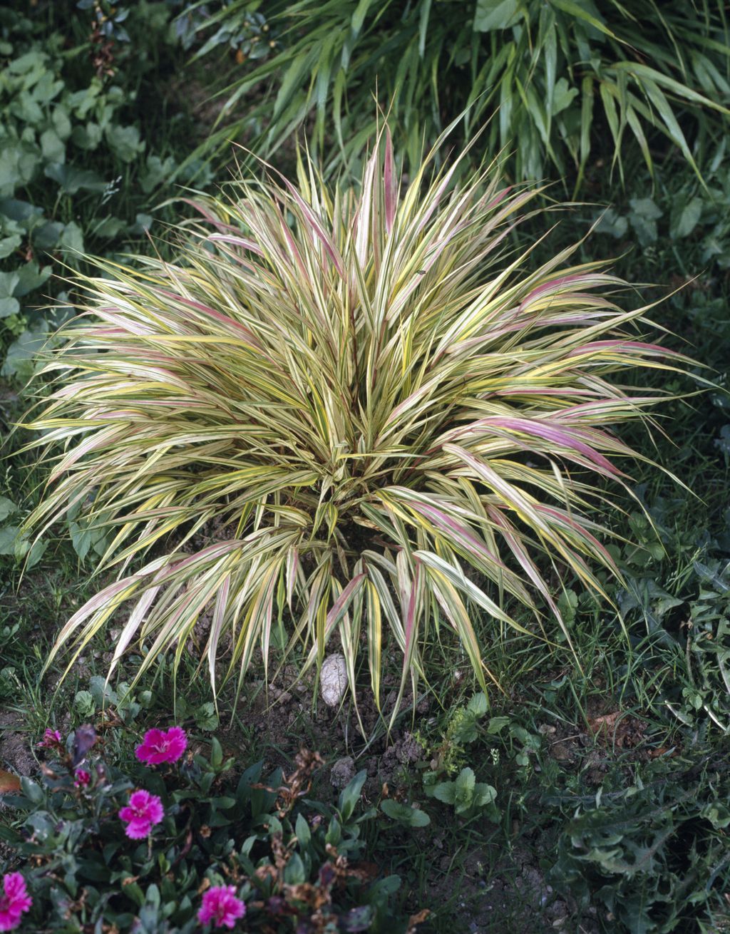 Japanska šumska trava (Hakonechloa macra)