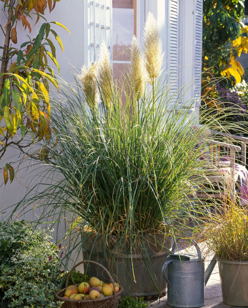 Patuljasta sorta pampas trave 'Pumila'
