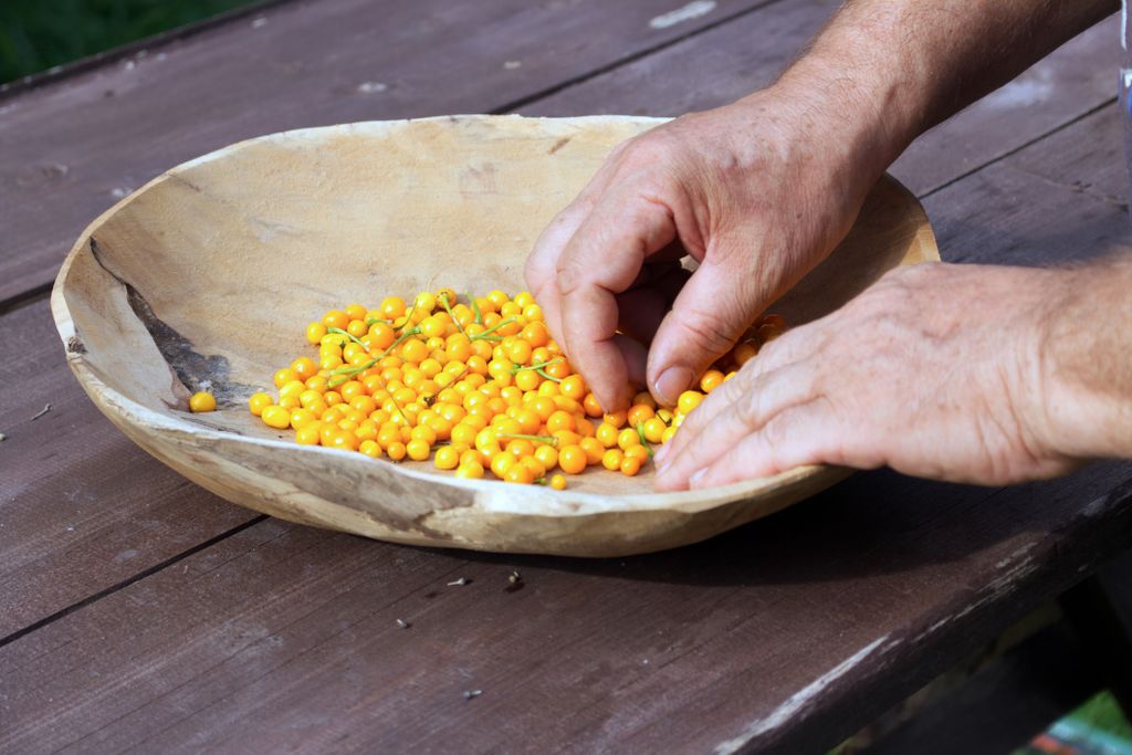 Aji Charapita