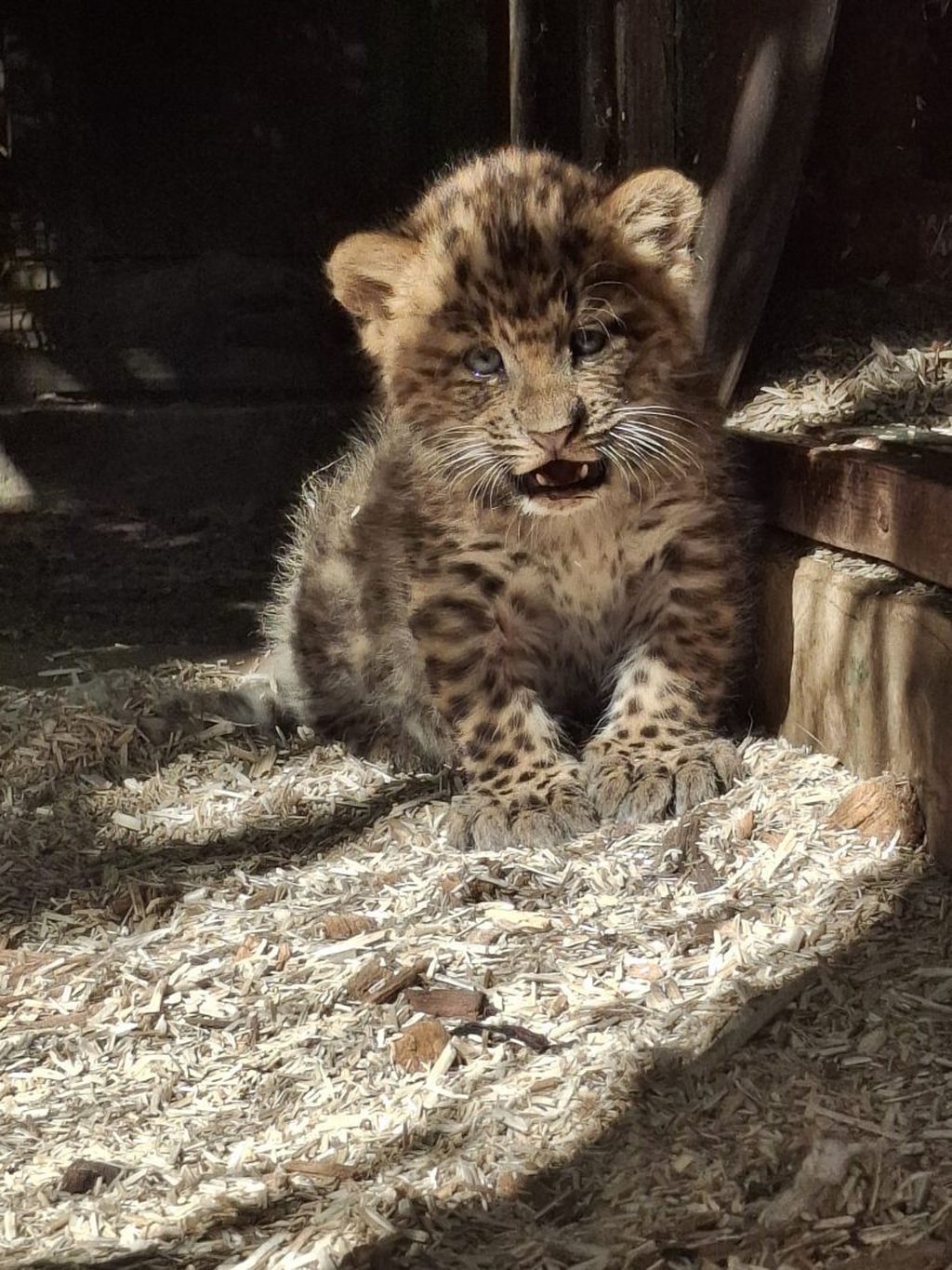 Mladunci kineskih leoparda - 2