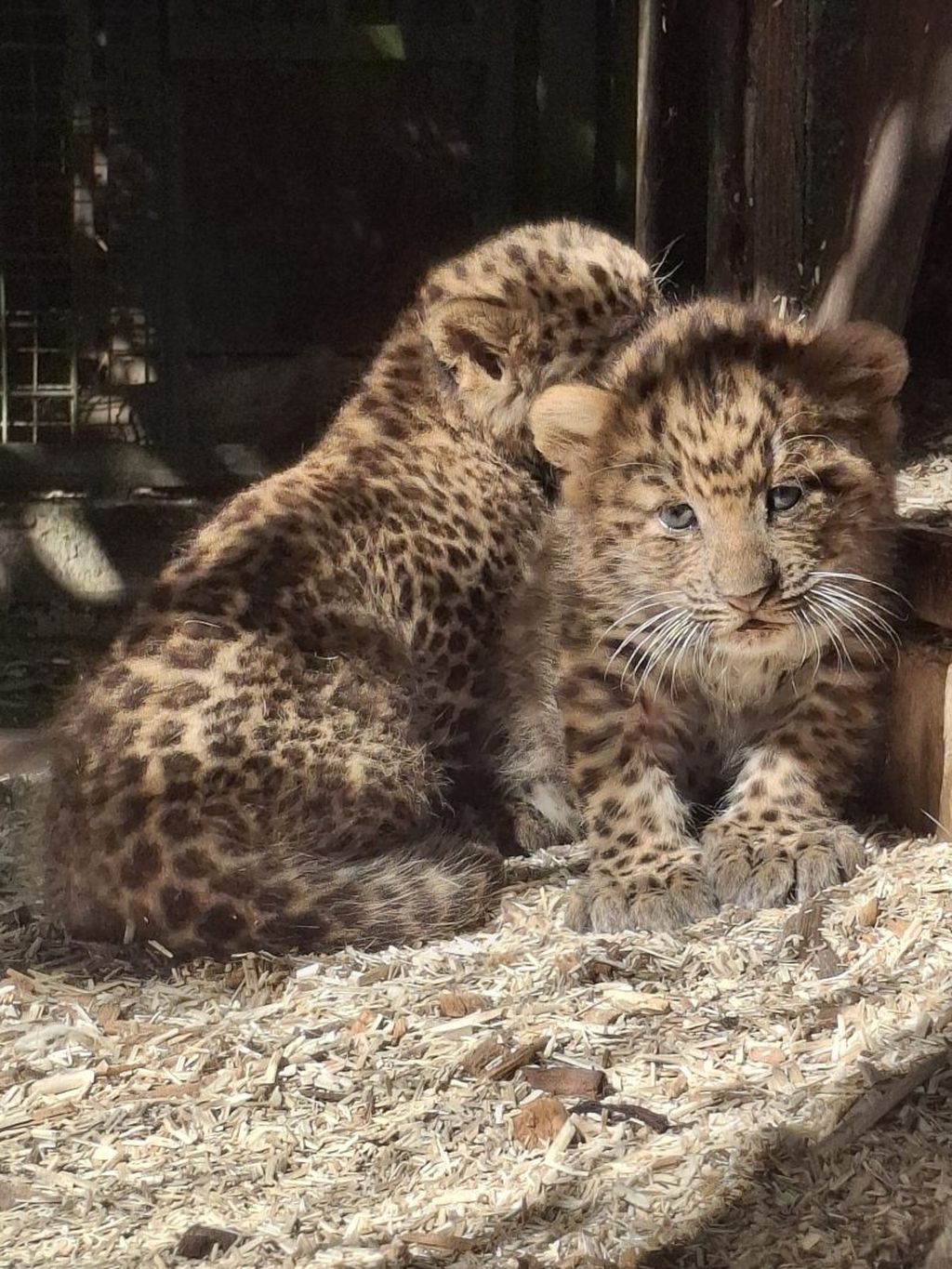 Mladunci kineskih leoparda - 2