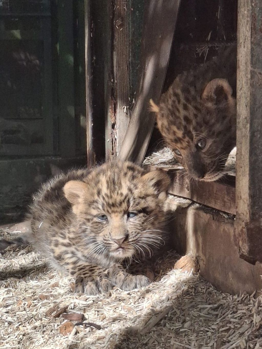 Mladunci kineskih leoparda - 2