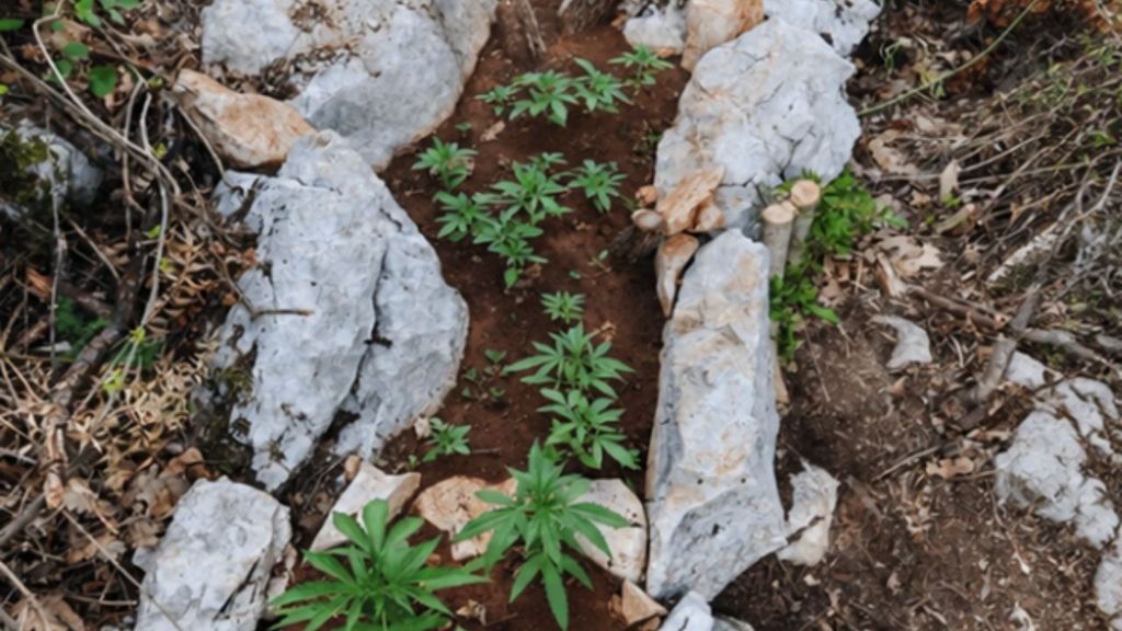 Droga koju je pronašla splitsko-dalmatinska policija