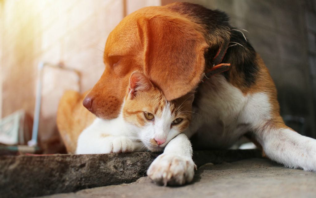 Mačka i pas