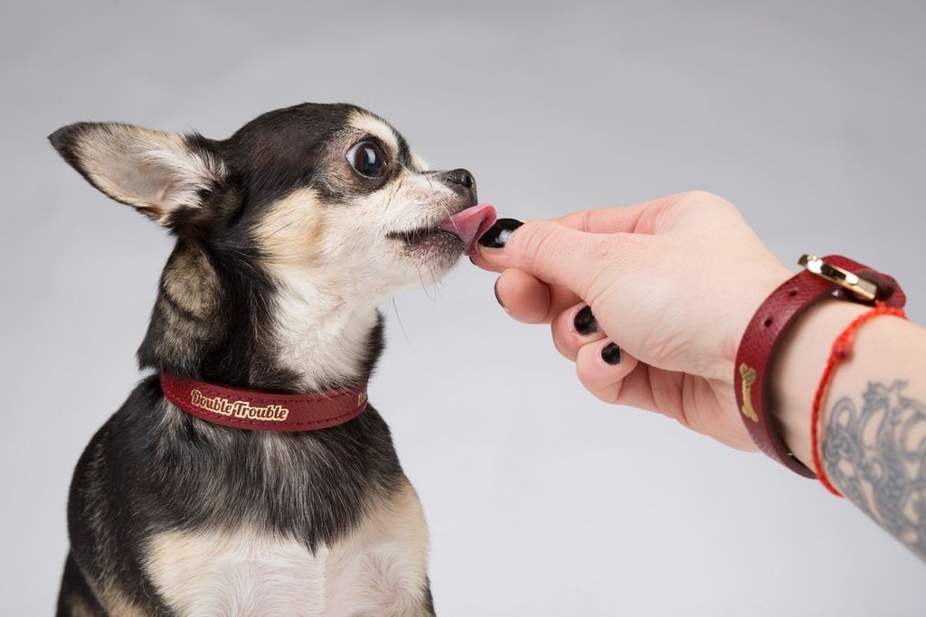 Double Trouble Dog Boutique - 11