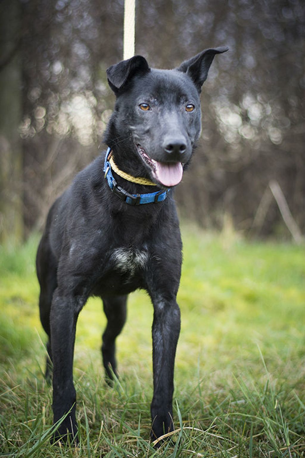 Crni psi koji u skloništu Dumovec čekaju svoj novi dom - 10