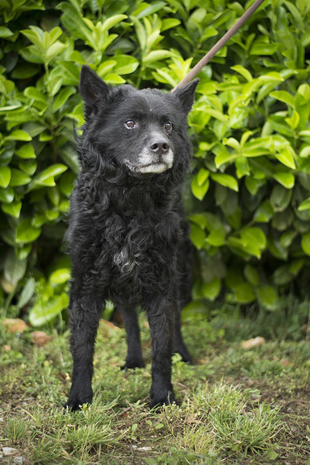 Tick u skloništu Dumovec čeka svoj novi dom