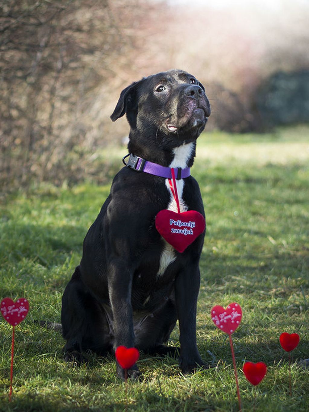 Crni psi koji u skloništu Dumovec čekaju svoj novi dom - 17