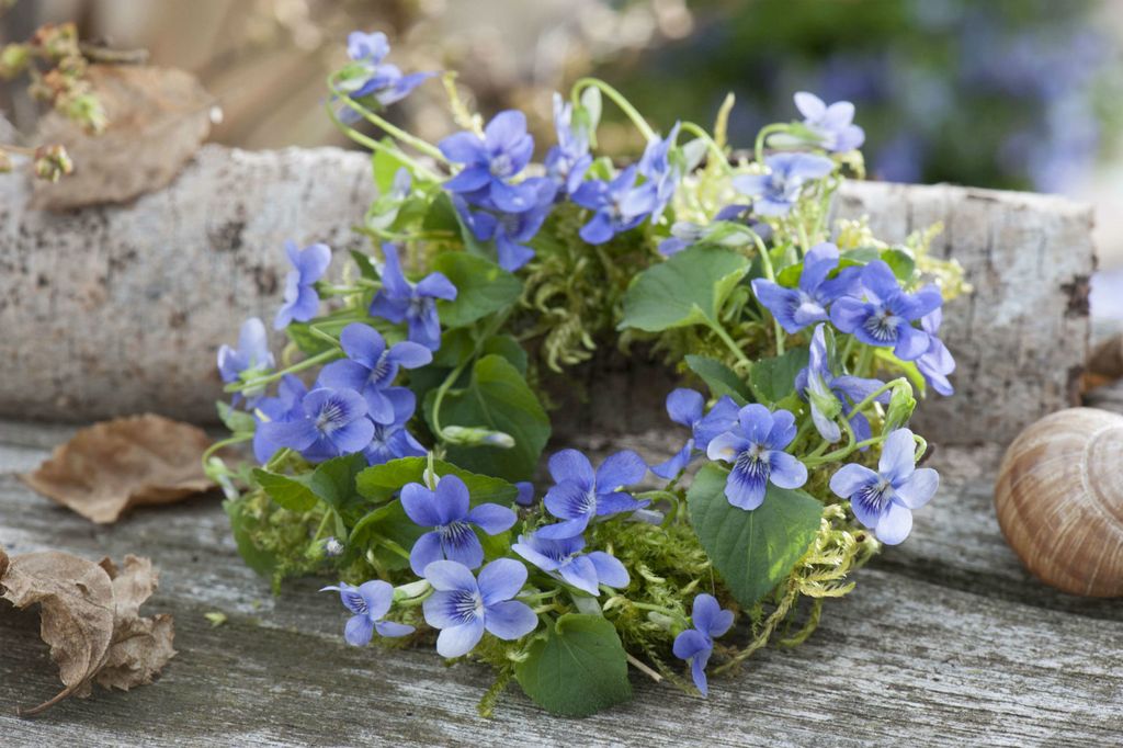 Baršunaste ljubičice imaju bogatu simboliku i primjenu