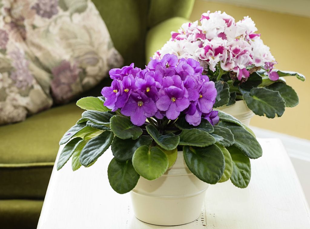 Ljubičice su omiljen ukras u domovima