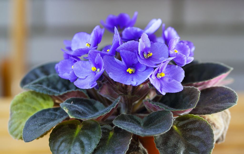 Ljubičice su omiljen ukras u domovima