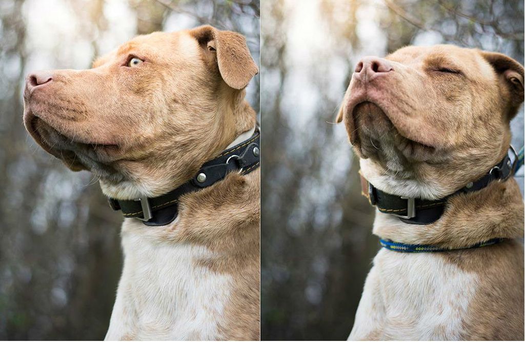 Devetomjesečni križani stafordski terijer Ant u Dumovcu čeka novi dom - 3