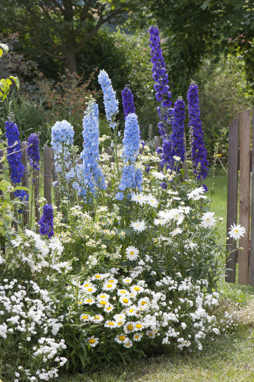 Kokotić je jedan od najimpresivnijih cvjetova u vrtu, a može narasti do 180 centimetara - 3