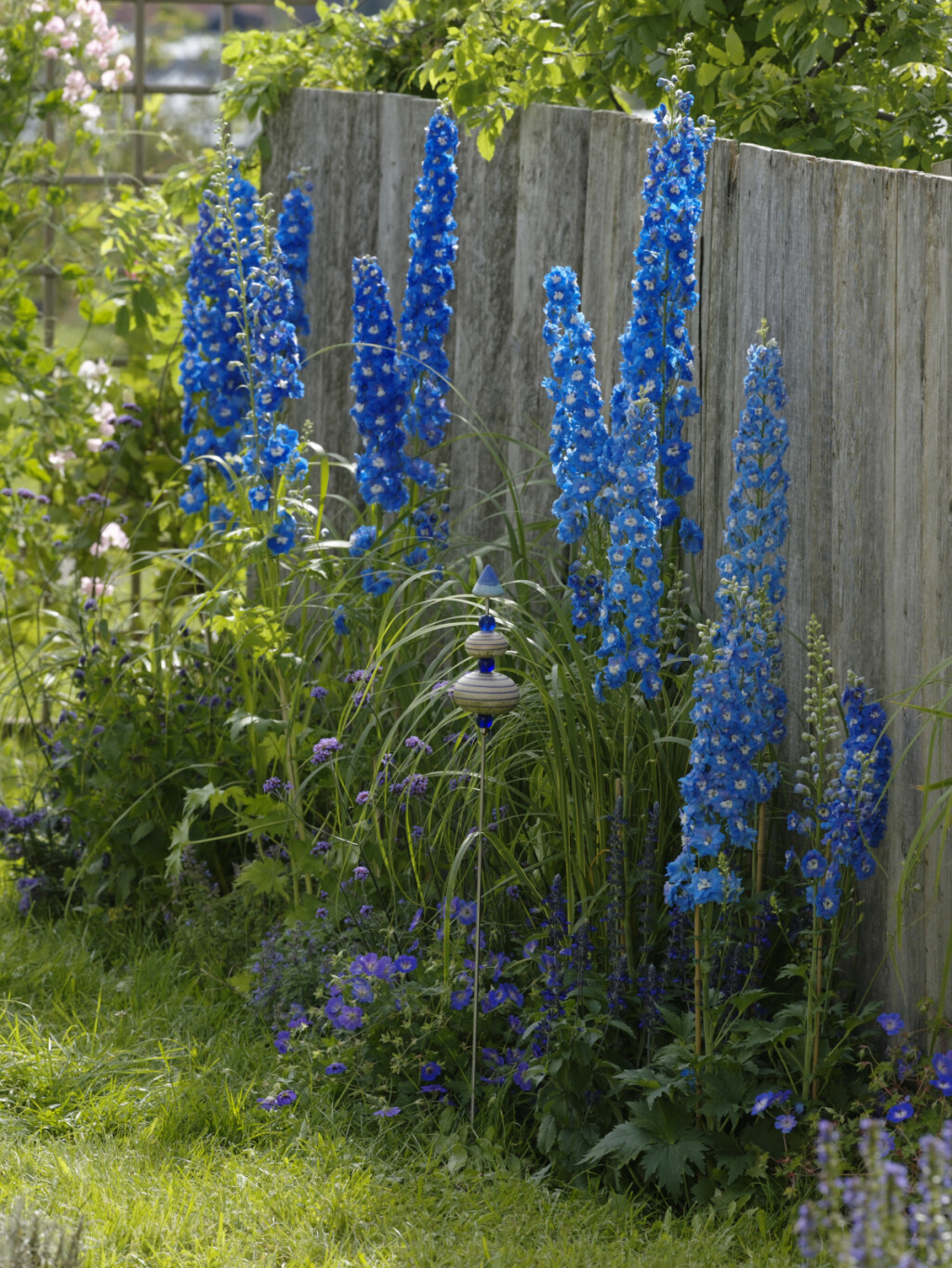Kokotić je jedan od najimpresivnijih cvjetova u vrtu, a može narasti do 180 centimetara - 6
