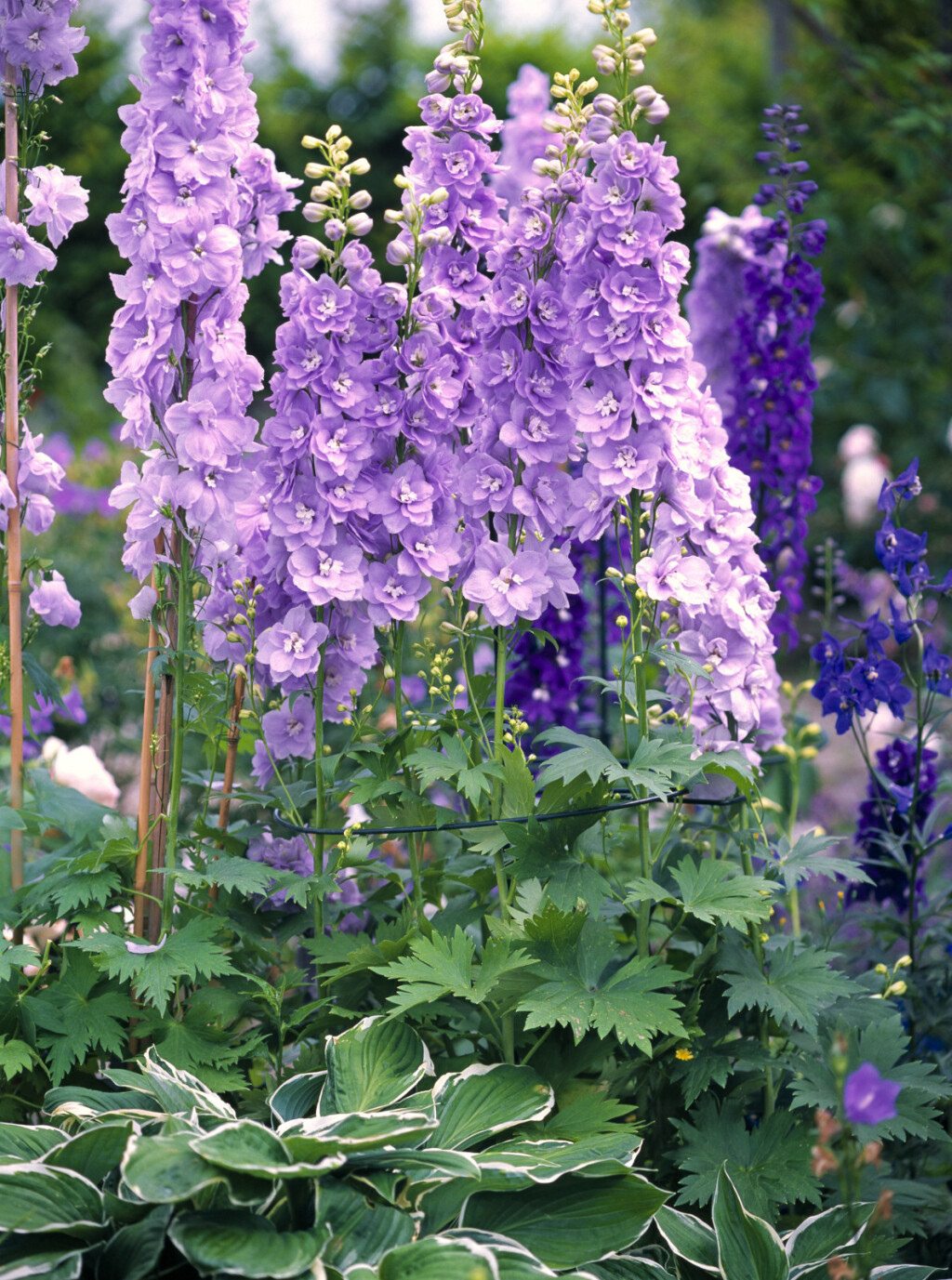 Kokotić je jedan od najimpresivnijih cvjetova u vrtu, a može narasti do 180 centimetara - 7